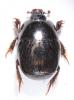Hypocaccus dimidiatus dimidiatus